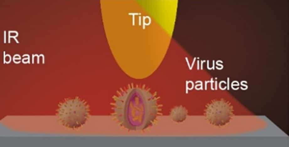 Probing individual viruses with nano-FTIR and IR nanoimaging