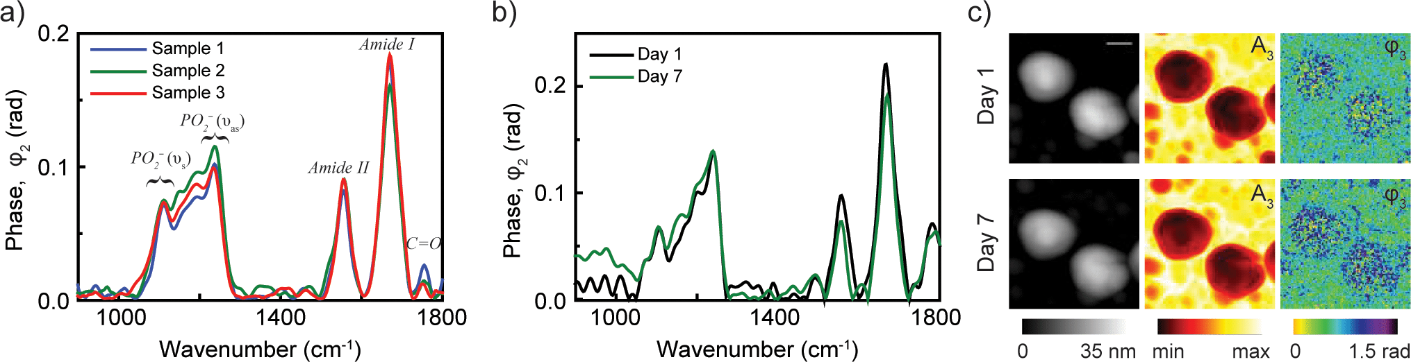nano-FTIR spectra and IR nanoimages of an Influenza enveloped virus