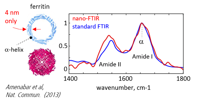 nano-FTIR spectra of Ferritin